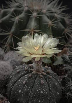 Beautiful yellow flower of Astrophytum asterias (Kabuto cactus) is blooming with Ferocactus echidne as a background. Species of cactus in the genus Astrophytum It has the shape of a ridge that is concave in the middle along the spine. Makes the shape of the tree (form) look like a star, Dark tone, Selective focus.