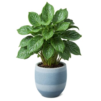 Peperomia Obtusifolia compact plant with glossy green oval leaves in a modern geometric ceramic pot. Plants isolated on transparent background.