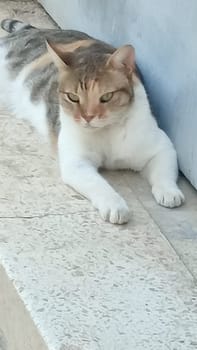beautiful white gray red cat lying on the street, pets, animal nature. High quality photo