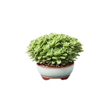Jade Plant thick glossy green oval leaves growing in a compact arrangement in a bonsai. Plants isolated on transparent background.