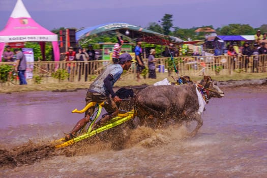 July 27, 2024. Karapan Sapi or Bulls Race in Probolinggo, East Java, Indonesia. Bulls pulling a man through muddy water in a competition, creating a splash of water and mud.