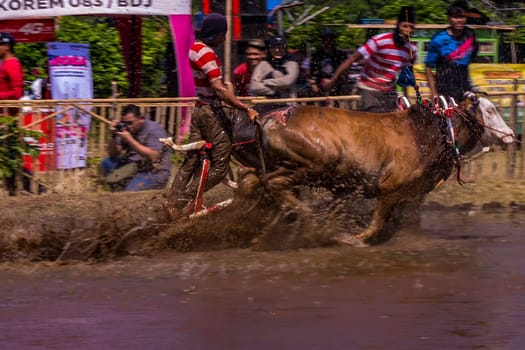 July 27, 2024. Karapan Sapi or Bulls Race in Probolinggo, East Java, Indonesia. Bulls pulling a man through muddy water in a competition, creating a splash of water and mud.