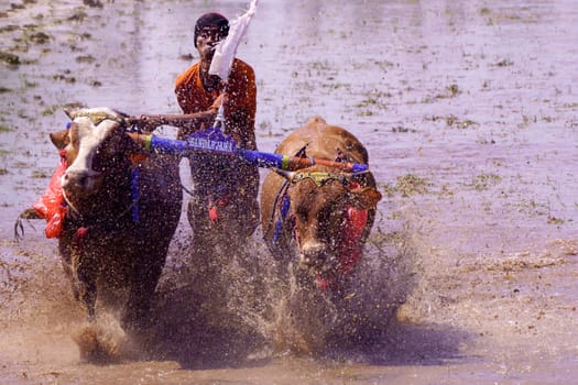 July 27, 2024. Karapan Sapi or Bulls Race in Probolinggo, East Java, Indonesia. Bulls pulling a man through muddy water in a competition, creating a splash of water and mud.