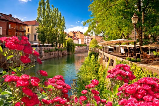 Ljubljana green riverfront promenade walkway summer view through roses, capital of Slovenia