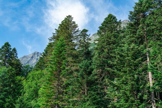 Tall green pines against a blue sky. photo