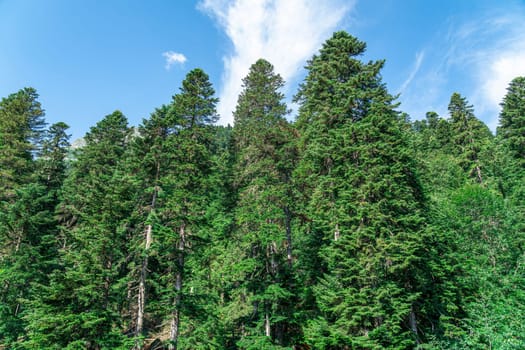 Tall green pines against a blue sky. photo