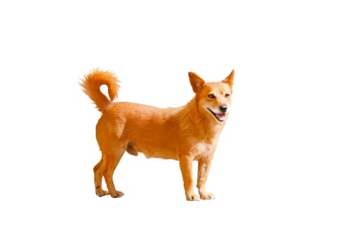 red funny dog isolated on white, friend of human