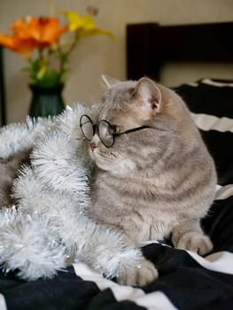 Scottish straight cat celebrates holiday eve Happy New Year 2025 and Merry Christmas , pet in glasses at home looks to the side