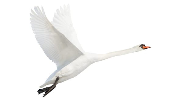swan in flight isolated on white , bird, freedom, peace