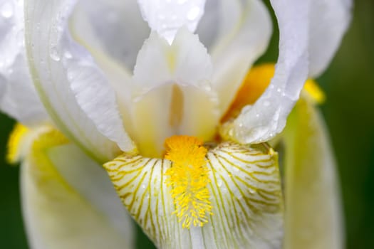 A close up macro photo of a pretty white iris flower in the studio.