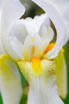 A close up macro photo of a pretty white iris flower in the studio.