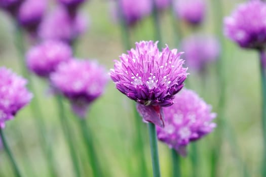 A close up of purple chive flowers in a garden in north Idaho.