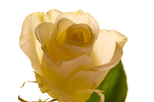 A close up photo of a yellow rose that is backlit by a white background.