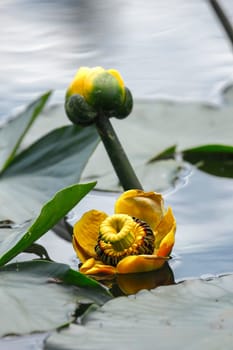 A pretty yellow water lily surrounded by lilypads in calm water on Fernan Lake in north Idaho.