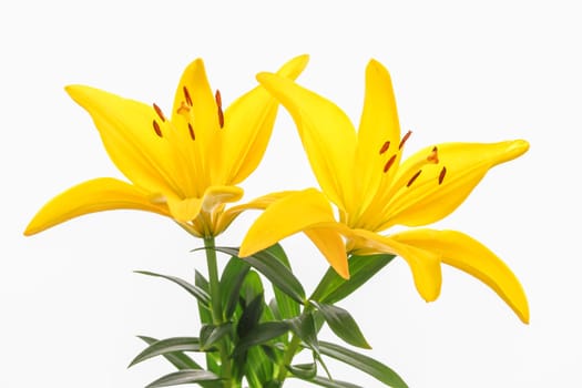 A close up studio photo of two yellow lillies set against a white background.