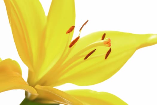 A close up studio photo of a yellow lily set against a white background.