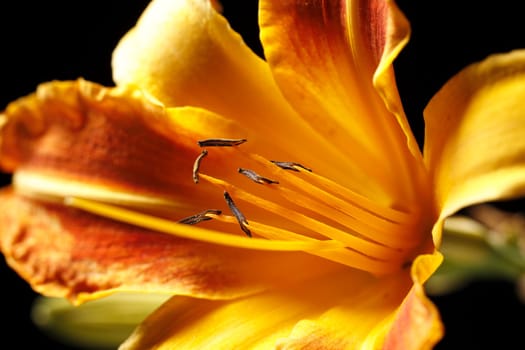 A macro photo of the inside of a day lily flower.