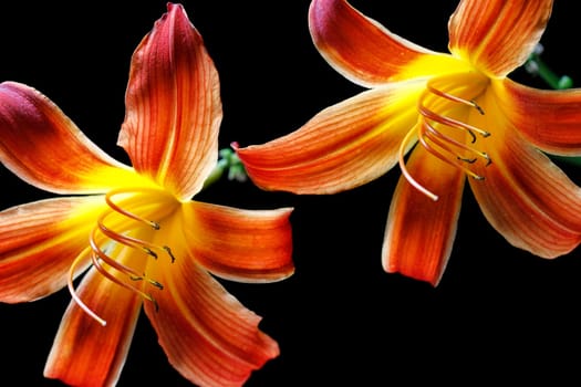 A close up of two day lilies set against a black background.