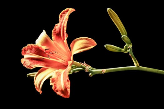 A fine art photo of a pretty day lily flower set against a black background.