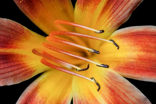 An extreme macro photo of the inside of a day lily.