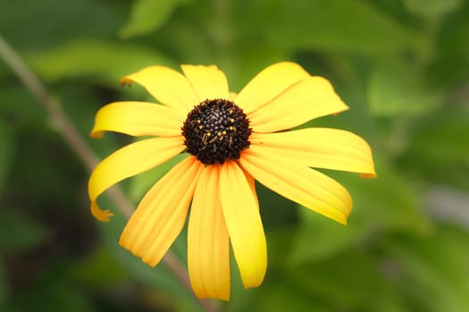 A close up photo of a  black eyed susan daisy in a small garden in north Idaho.