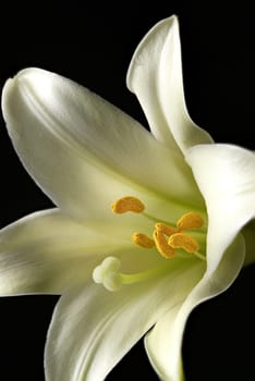 A close up of a beautiful Easter lily in a studio setting.