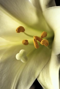 A macro photo of inside an Easter lily.