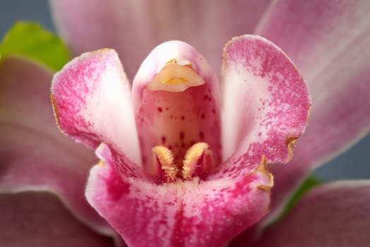 A macros photo of the inside of a beautiful pink orchid.