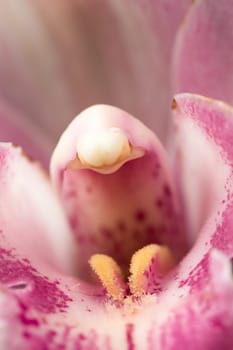 A macros photo of the inside of a beautiful pink orchid.