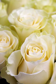 A close up of beautiful bouquet of yellow roses.
