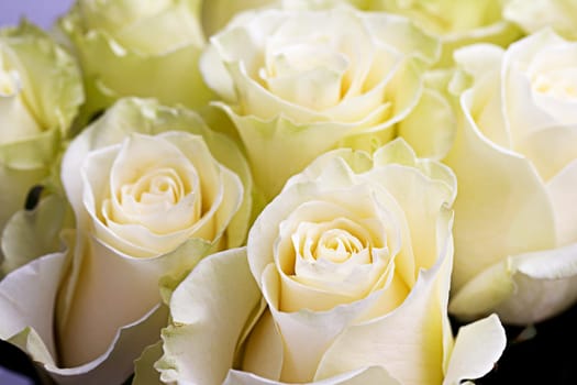 A close up of beautiful bouquet of yellow roses.