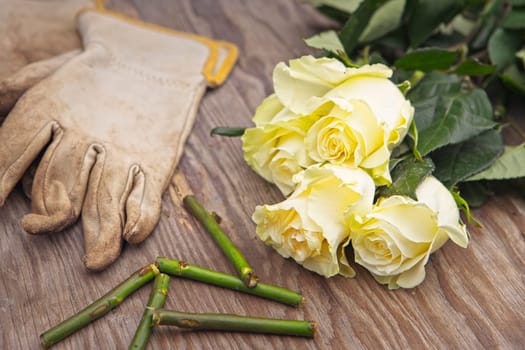 A photo of freshly cut roses on a wooden table top beside gloves and cut stems.