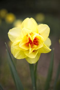 A close up photo of a yellow double daffodil at Manito Park in Spokane, Washington.