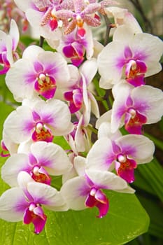 A close up of white and purple orchids at Manito Park in Spokane, Washington.