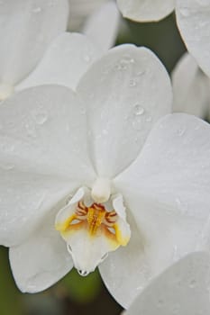A close up of a pure white orchid at Manito Park in Spokane, Washington.