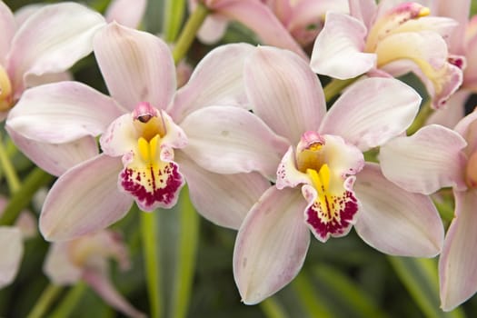 A close up of pink, yellow, and purple orchids at Manito Park in Spokane, Washington.