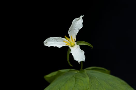 A close up of a white trilium flower in the mountain area near Rathdrum, Idaho.