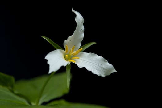 A close up of a white trilium flower in the mountain area near Rathdrum, Idaho.