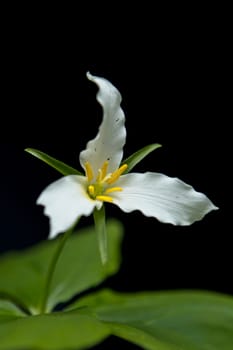 A close up of a white trilium flower in the mountain area near Rathdrum, Idaho.