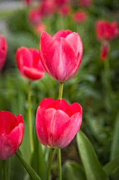 Close up of bright red tulips in a garden in Rathdrum, Idaho.