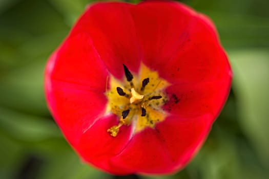 A close up photo of looking down into the center of a tulip in north Idaho.