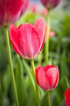 Close up of bright red tulips in a garden in Rathdrum, Idaho.