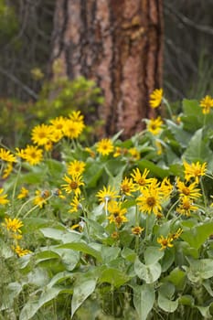 A cluster of yellow wild flowers in Post Falls, Idaho.