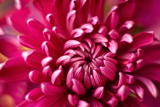 A macro photo of a beautiful Dahlia flower and the petals inside in a studio photo.
