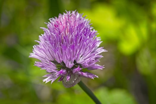 A close up photo of the flower from an onion in the garden.