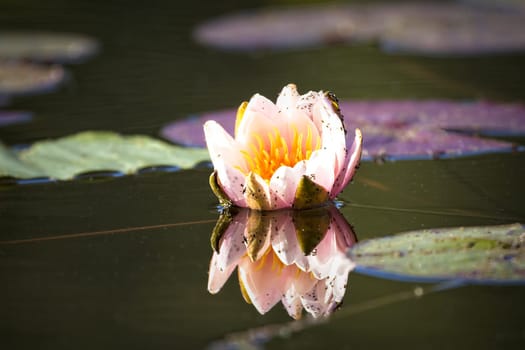 A close up of a water lily  in calm water in north Idaho.