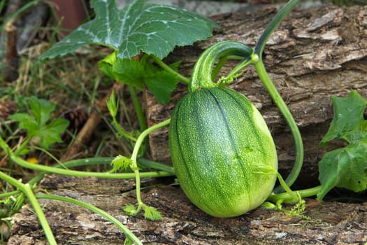 A close up photo of squash in a garden getting close to being ready for harvesting.