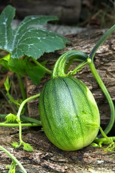 A close up photo of squash in a garden getting close to being ready for harvesting.