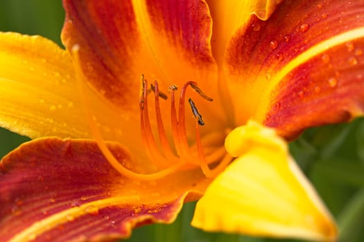 A close up of the pistils of a red and orange lily in a garden in north Idaho.
