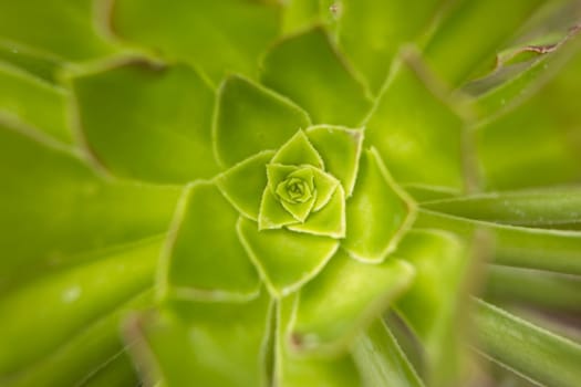 A close up photo of a haworth's aeonium at Manito Park in Spokane, Washington.